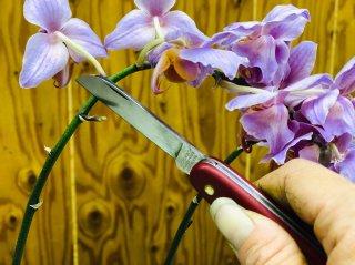 フライングで節からもう花芽が出てる。咲き終わる部分の茎をここでカット