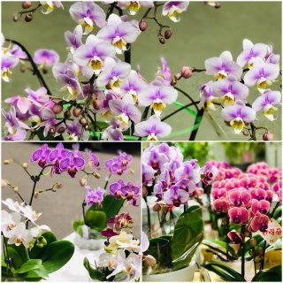 種類があり過ぎて覚えきれん！ってウチの平社員が叫んどったわ　byさぶ店長