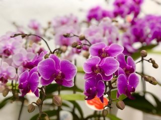 2022年運気UPに「ミニ胡蝶蘭」のススメ！ 長持ち5カ条も