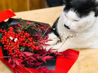 目指せ開運！節分は“最強の魔除けカラー”赤色の花を味方に