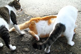 トレーニングの成果は上々！“にゃんたま”プロレスを観戦中