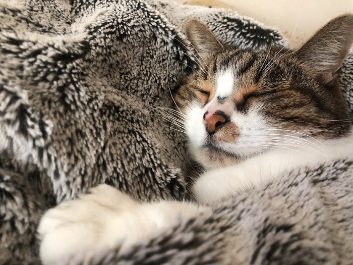 猫は万能薬といっても過言ではない（C）コクハク