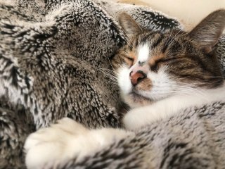 猫は万能薬といっても過言ではない（C）コクハク