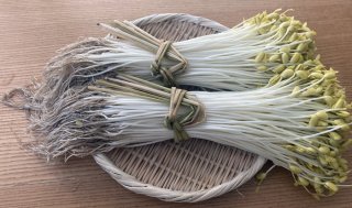 これもモヤシ！？「大鰐温泉もやし」でヘルシー常備菜♡