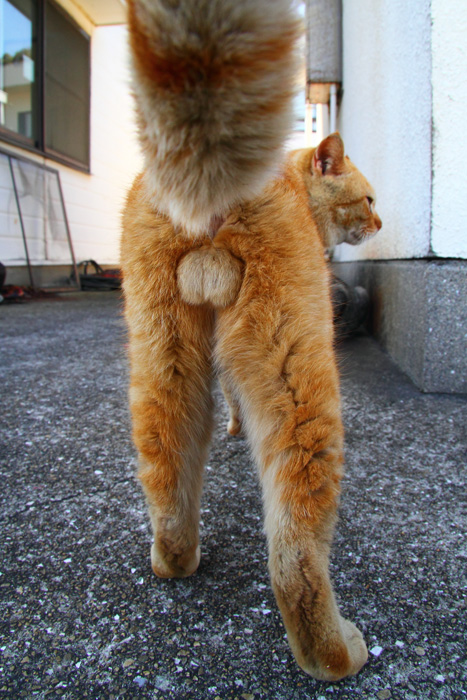 （写真:芳澤ルミ子）