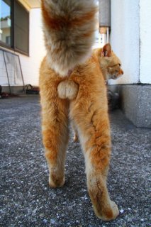 “にゃんたま”御開帳はうれしいけど…スプレー行為にご用心