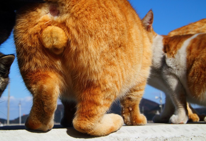 （写真:芳澤ルミ子）