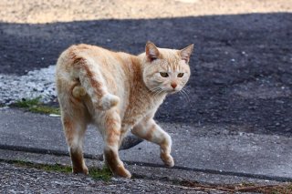くるっとターンは何のため？ くびすをかえす“にゃんたま”君