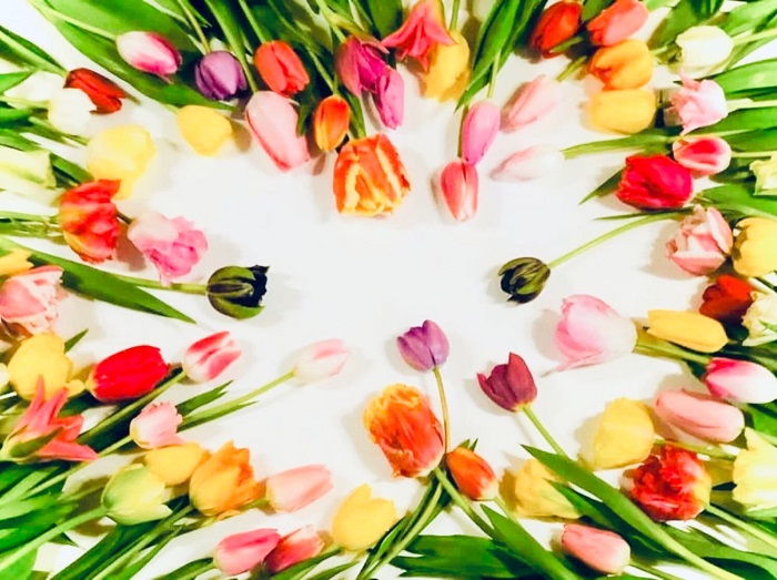 チューリップはモテ運アップのお花でござんす　（写真:浅野光寿）