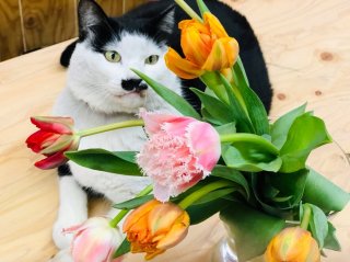 花屋が伝授！ 人気運upのチューリップを最後まで楽しむコツ