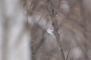 ペキン 2022.2.13（日）