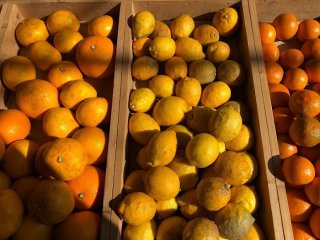 脱マンネリ！ 丸ごとレモンで“レモン湯豆腐”2022.2.10（木）