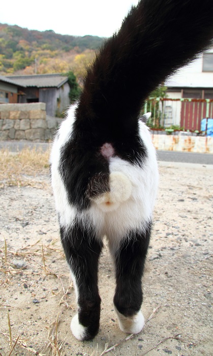 （Ｃ）芳澤ルミ子