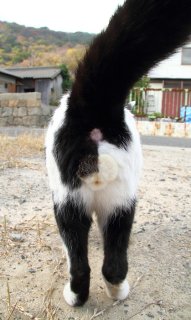 “にゃんたま”柄が変化した？ 摩訶不思議ミステリーを調査中