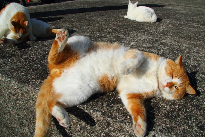 （Ｃ）芳澤ルミ子