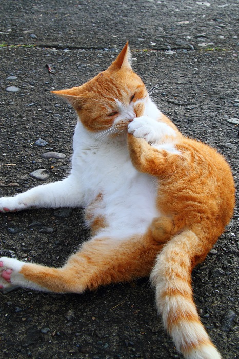 （Ｃ）芳澤ルミ子