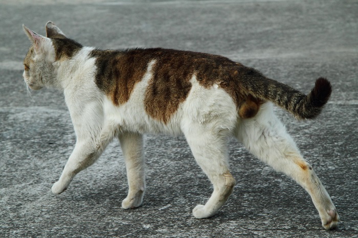 （Ｃ）芳澤ルミ子