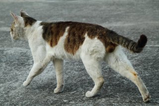 溢れる男らしさにキュン♡ 鍵シッポ“にゃんたま”に幸運祈願