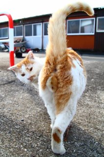 カメラマンも惚れ惚れ！モデル“にゃんたま”の魅力をご覧あれ