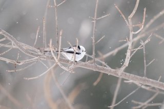 物思いにふける 2022.2.20（日）