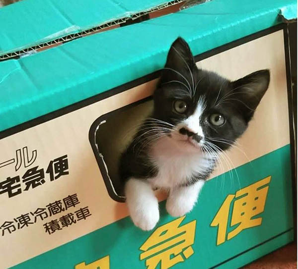 あずき（提供写真）