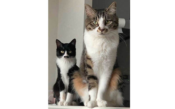 あぼ吉（右）とあずき（提供写真）