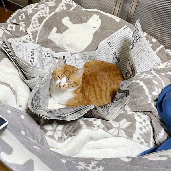 チョコビ（提供写真）