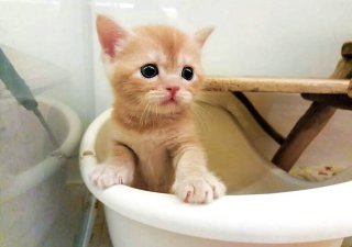 やっぱり癒される♡ SNSでバズり中！“スター猫”大集合 #1