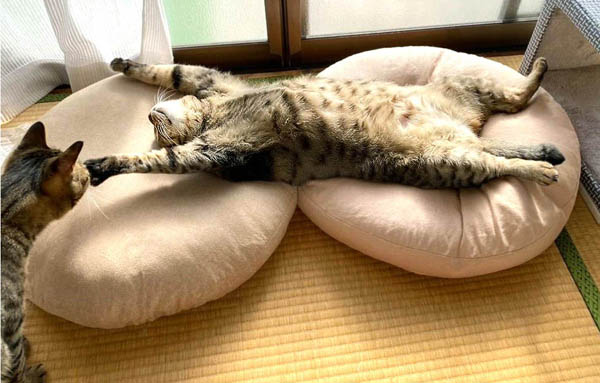 寝そべってるこんぶに近寄るもずく酢（左端）／（提供写真）