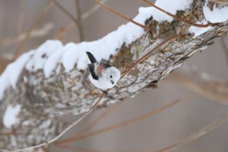 なにする？ 2022.2.27（日）