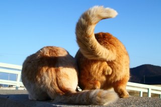 向かい島に行きたいにゃ！ “にゃんたま”作戦会議の行方は？