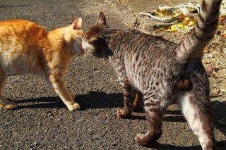 真鯛のお刺身食べた？ 鼻チューで情報交換中の“にゃんたま”