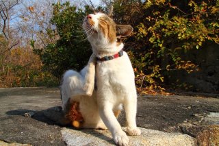 特別の証にゃん♪ 自慢の首輪を披露してくれた“にゃんたま”