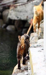 これぞ漢の修行道にゃ！“にゃんたま”アニキと冒険ごっこ♡