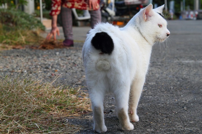 （写真:芳澤ルミ子）