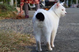 ニャツメ漱石先生！ 知性があふれる“にゃんたま”君の横顔♡