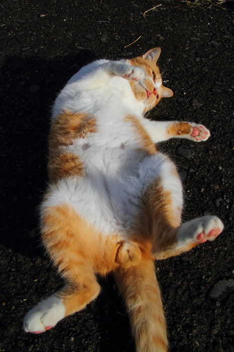 （写真:芳澤ルミ子）