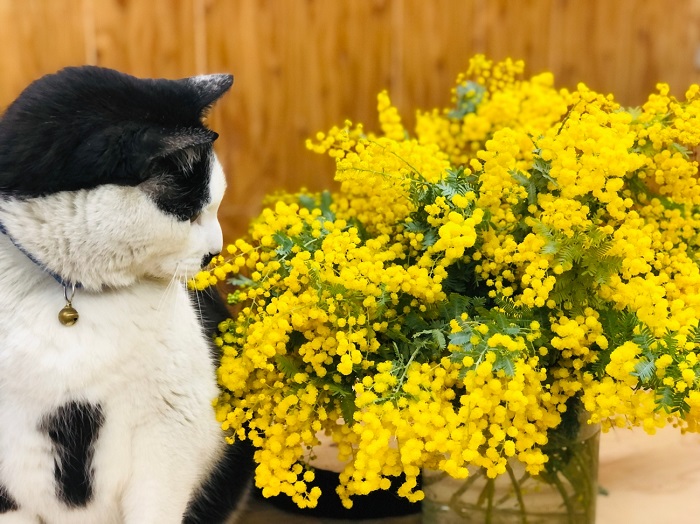 なんだかイイ匂いがしてたまらんの　byさぶ店長