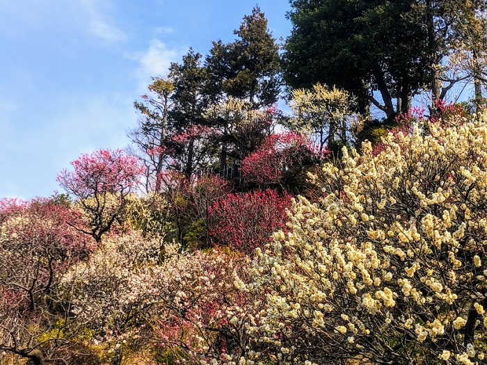 都内ですよー（C）コクハク