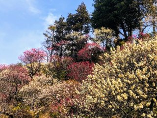 都心で秘境気分♡ 池上梅園で春を先取り 2022.3.3（木）