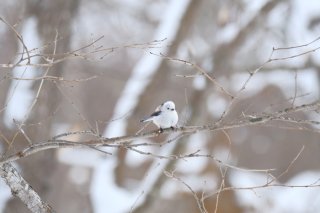 感謝の日 2022.3.9（水）