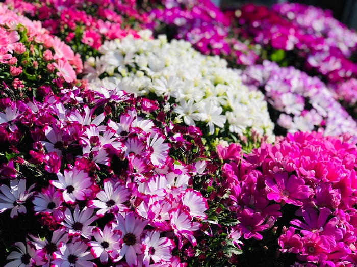 春イベントのド定番！