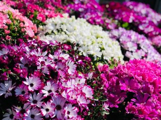 “カラー番長”サイネリアのお悩み解決♡金運、恋愛運UPも期待