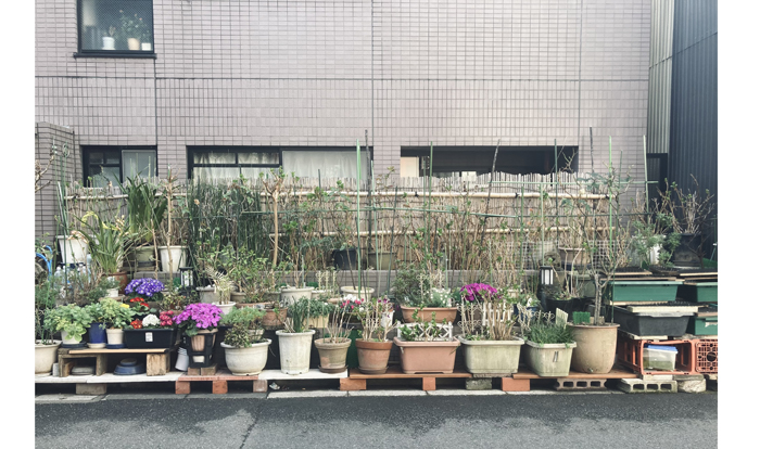 界隈では手入れの行き届いた植木鉢が並んでいました（C）コクハク