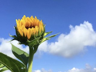 「ヒマワリ」はウクライナの国花 銃の代わりに花を持て！