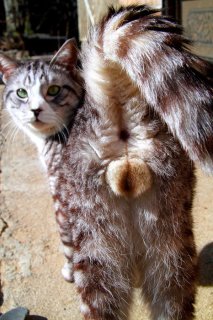 去勢手術の前に…カメラマンの激写にタジタジの“にゃんたま”