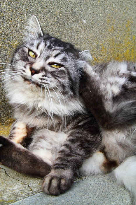 （写真:芳澤ルミ子）