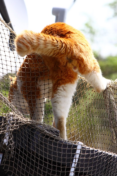 （写真:芳澤ルミ子）