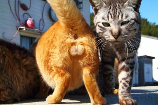 たまたまを追いかけ猫島へ…“にゃんたま”君の不信顔に萌え♡