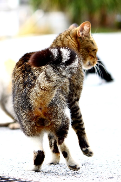（写真:芳澤ルミ子）